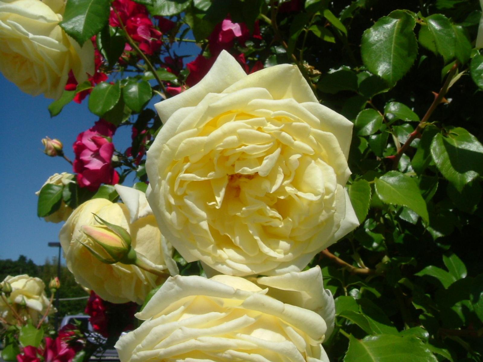 ����å�����ȳ���ɽ�����ޤ�