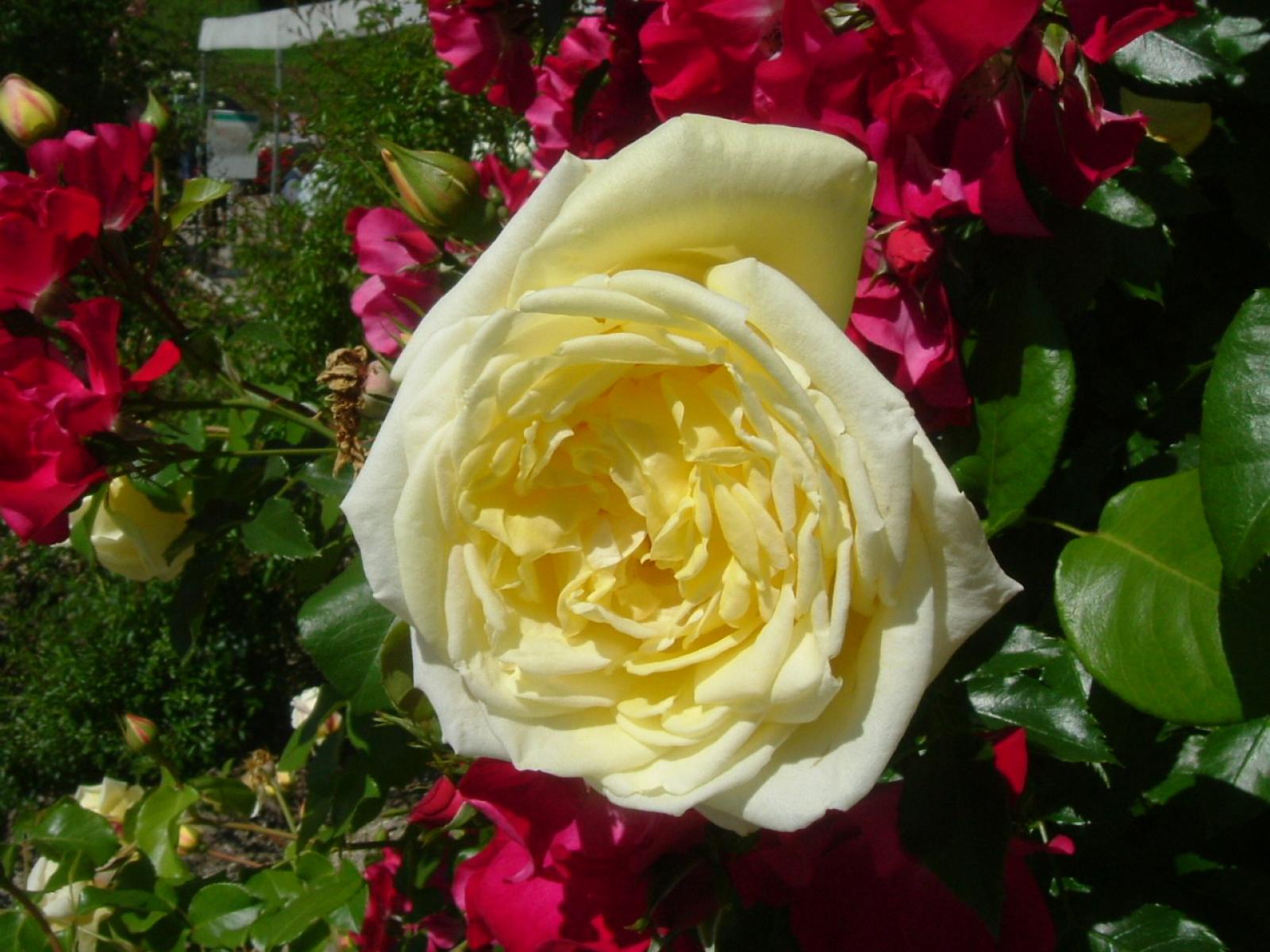 ����å�����ȳ���ɽ�����ޤ�