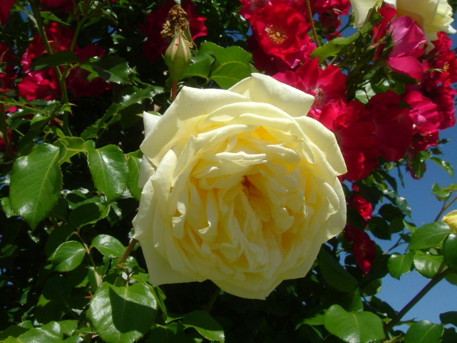 ����å�����ȳ���ɽ�����ޤ�