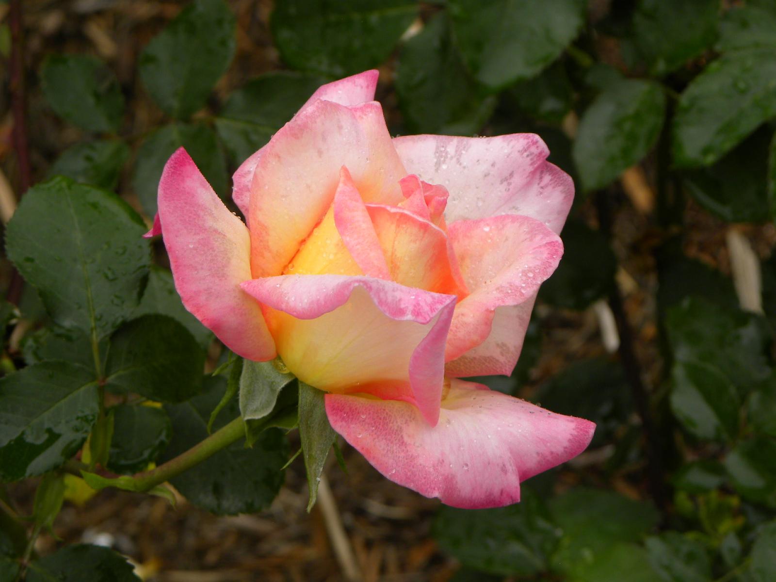 ����å�����ȳ���ɽ�����ޤ�