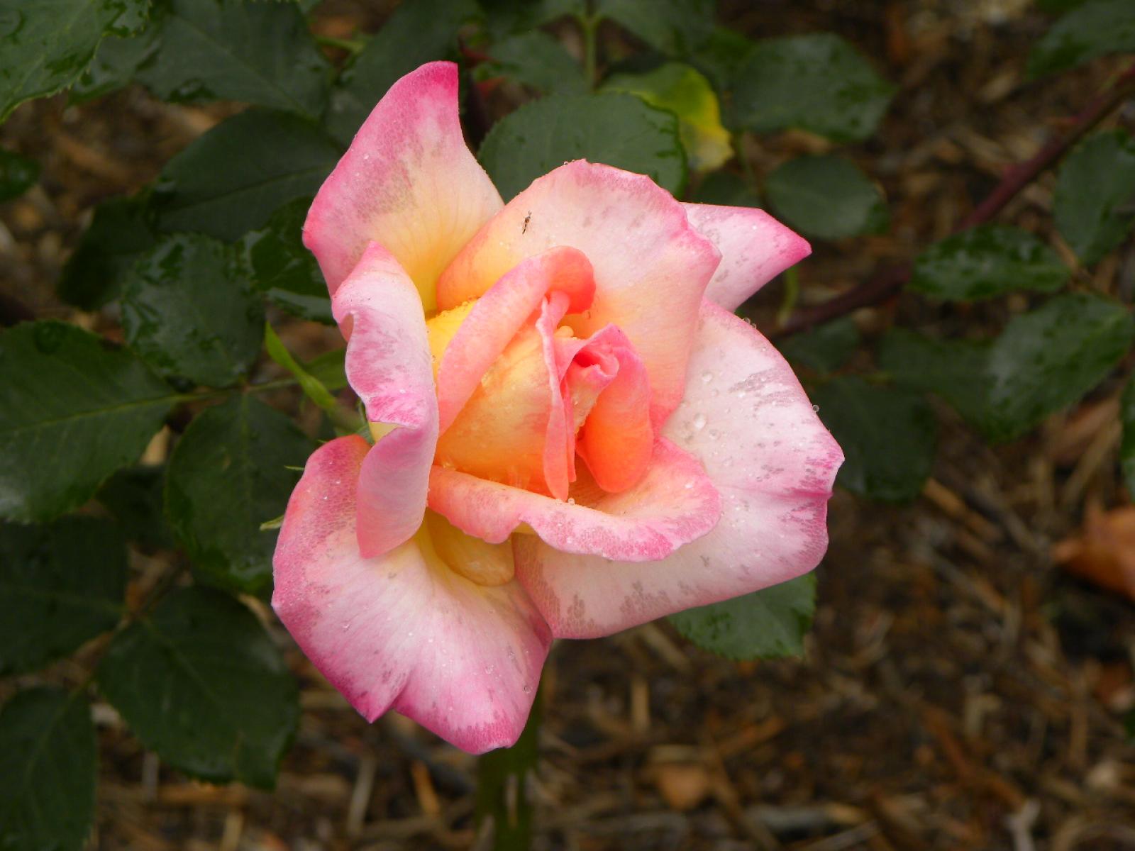 ����å�����ȳ���ɽ�����ޤ�