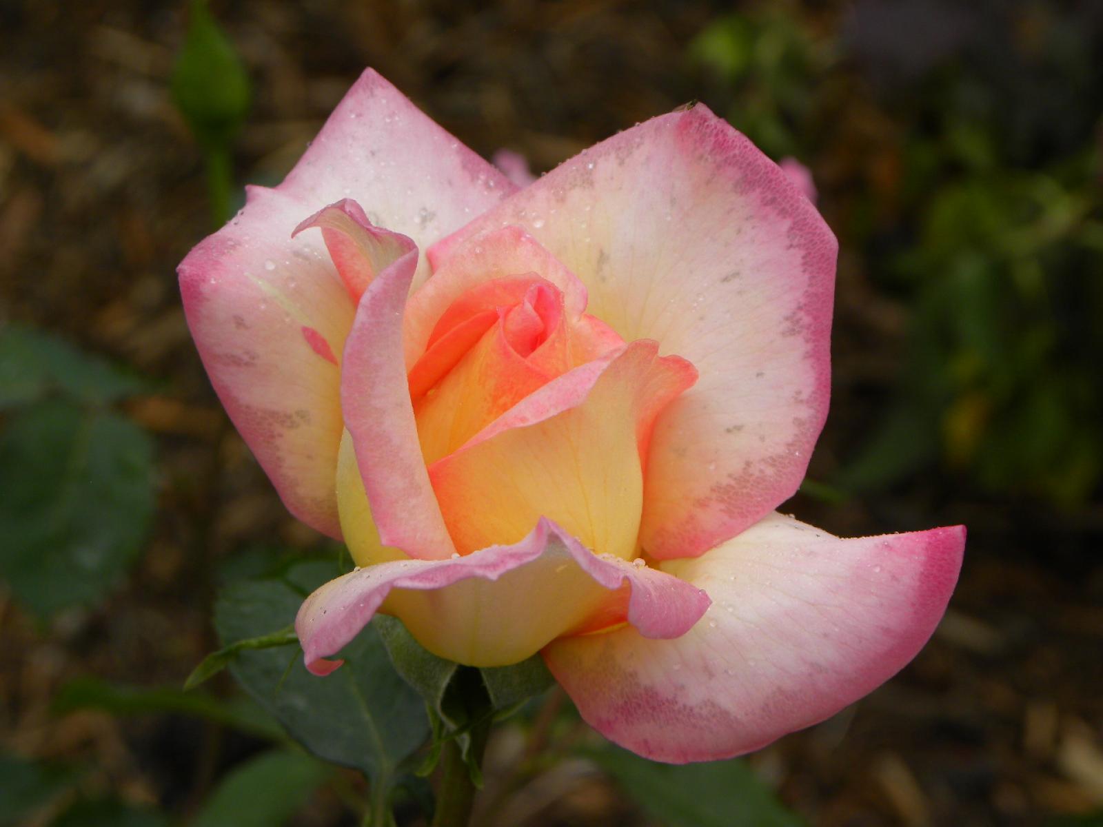 ����å�����ȳ���ɽ�����ޤ�