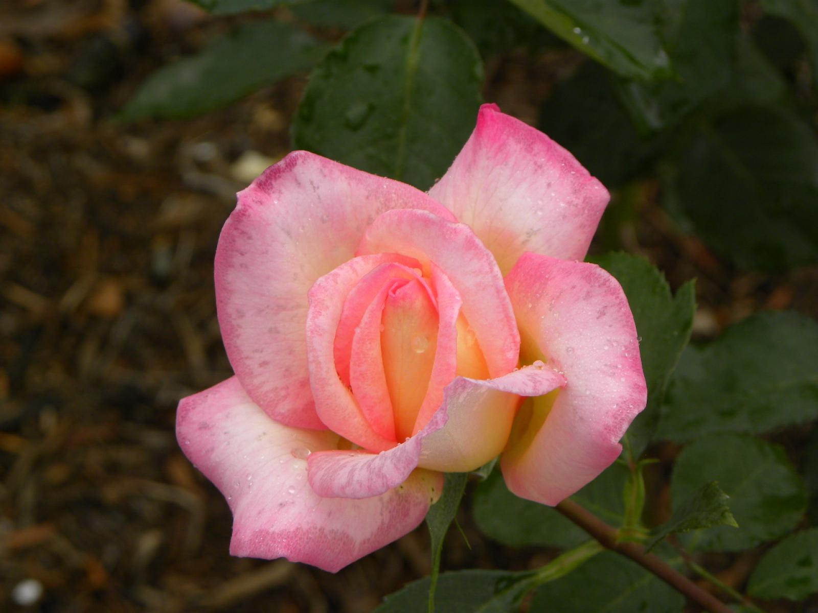 ����å�����ȳ���ɽ�����ޤ�