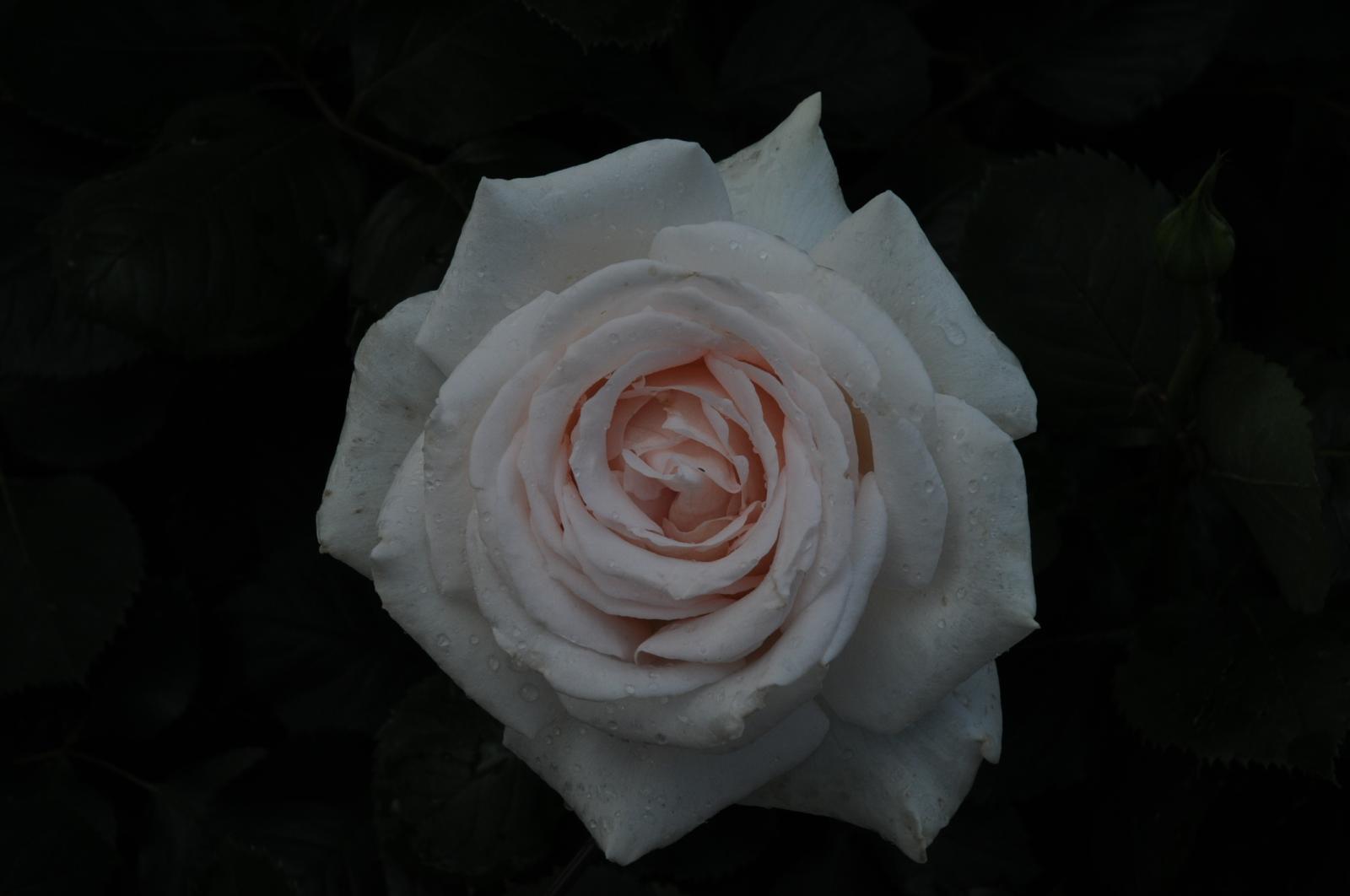 åȳɽޤ