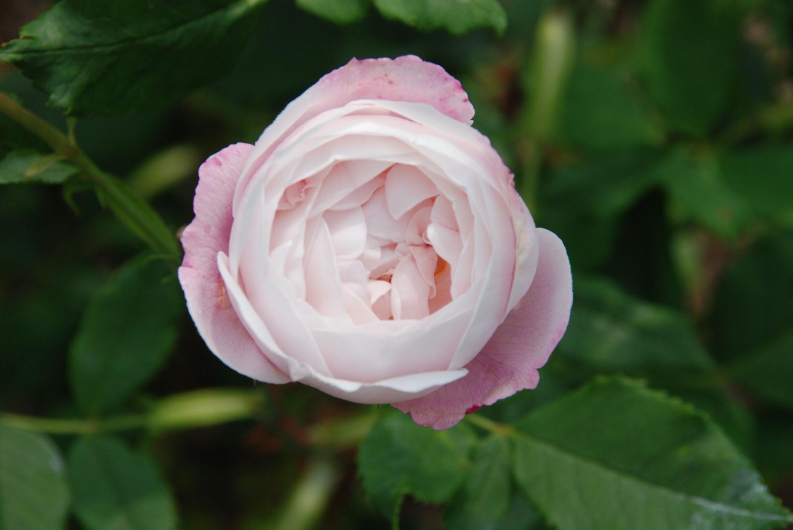 ����å�����ȳ���ɽ�����ޤ�