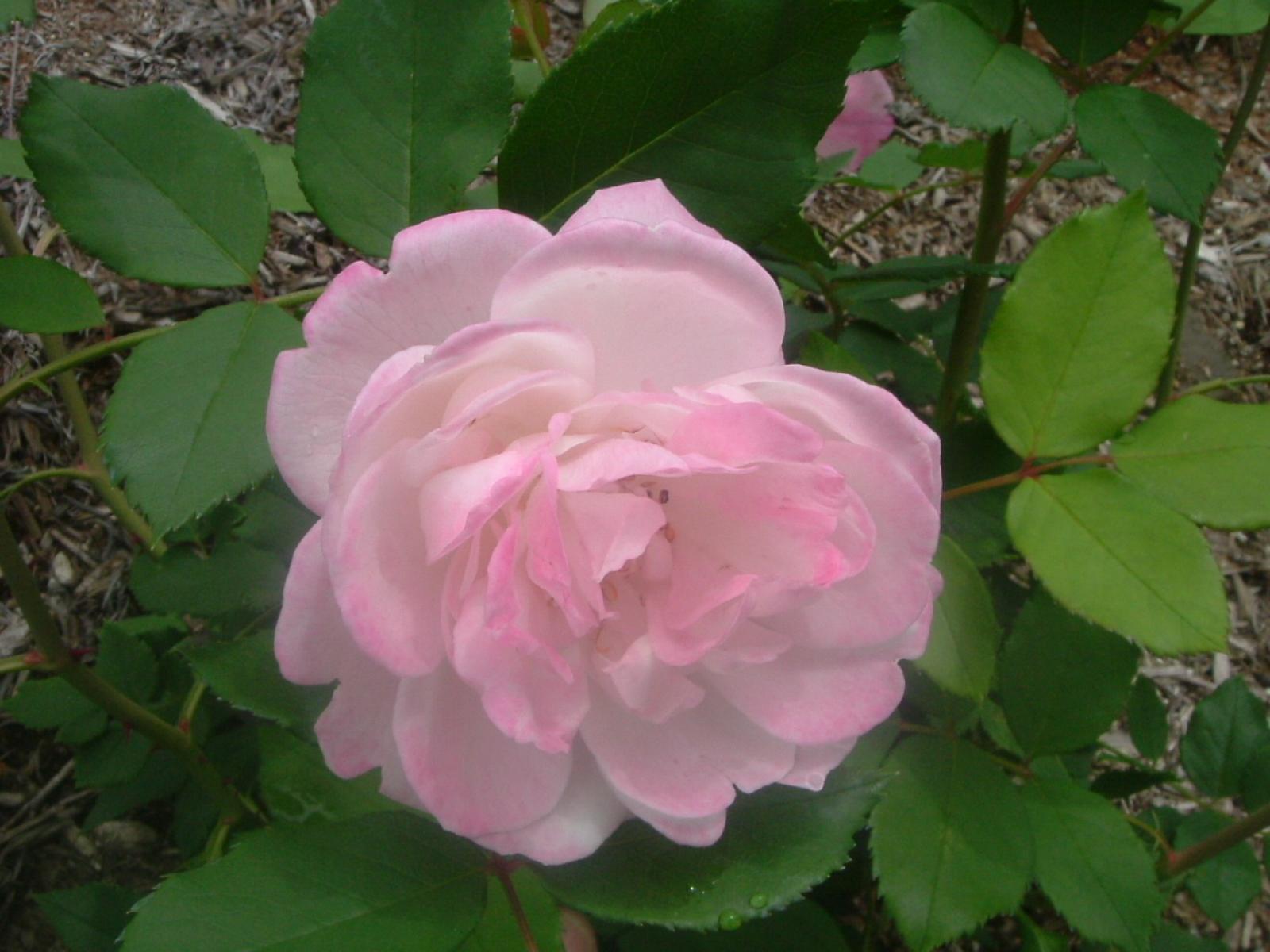 ����å�����ȳ���ɽ�����ޤ�