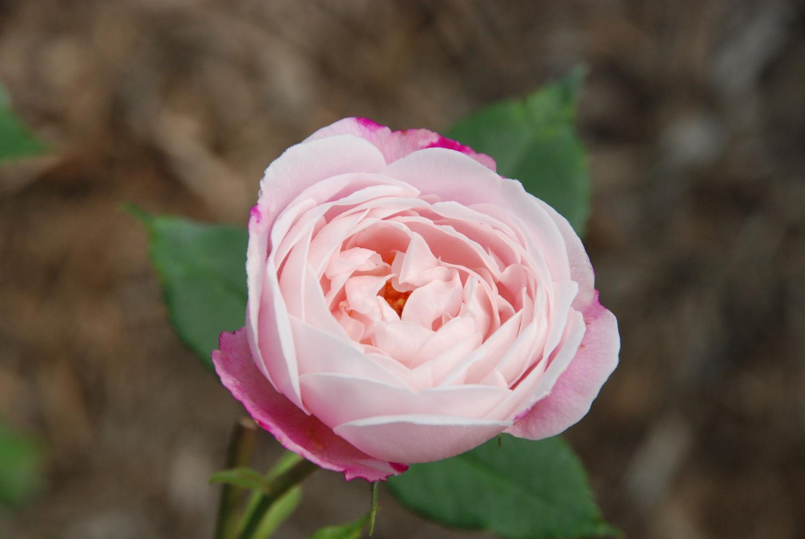 ����å�����ȳ���ɽ�����ޤ�