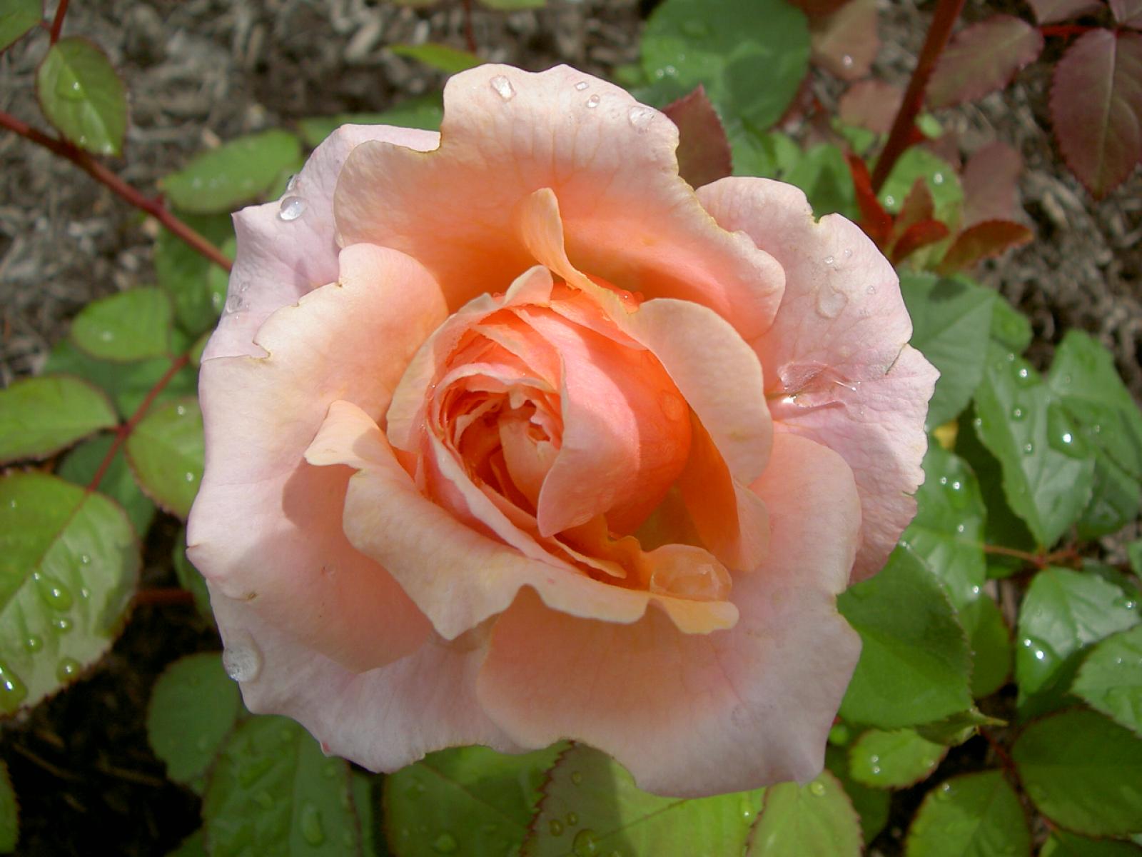 ����å�����ȳ���ɽ�����ޤ�