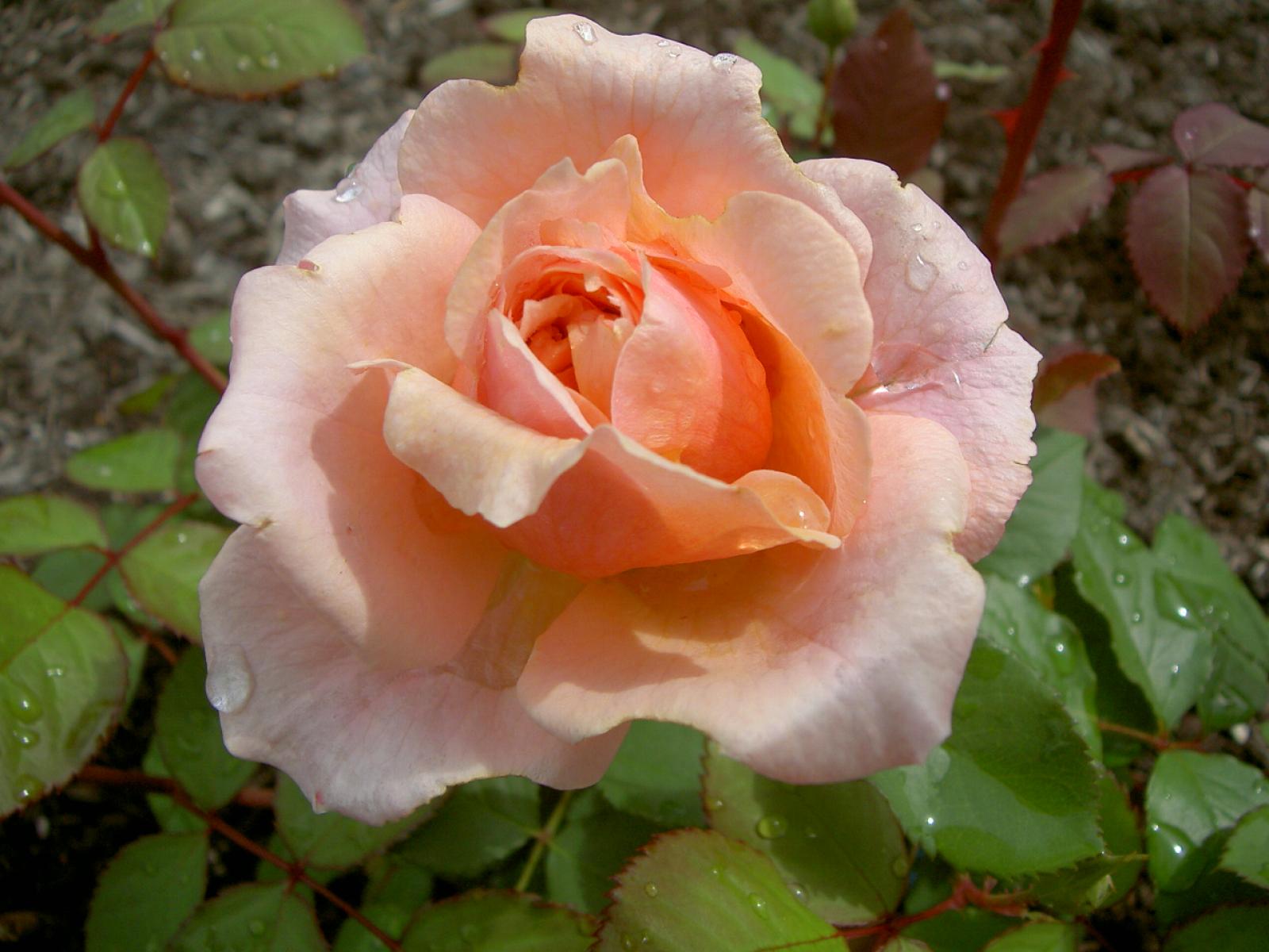 ����å�����ȳ���ɽ�����ޤ�