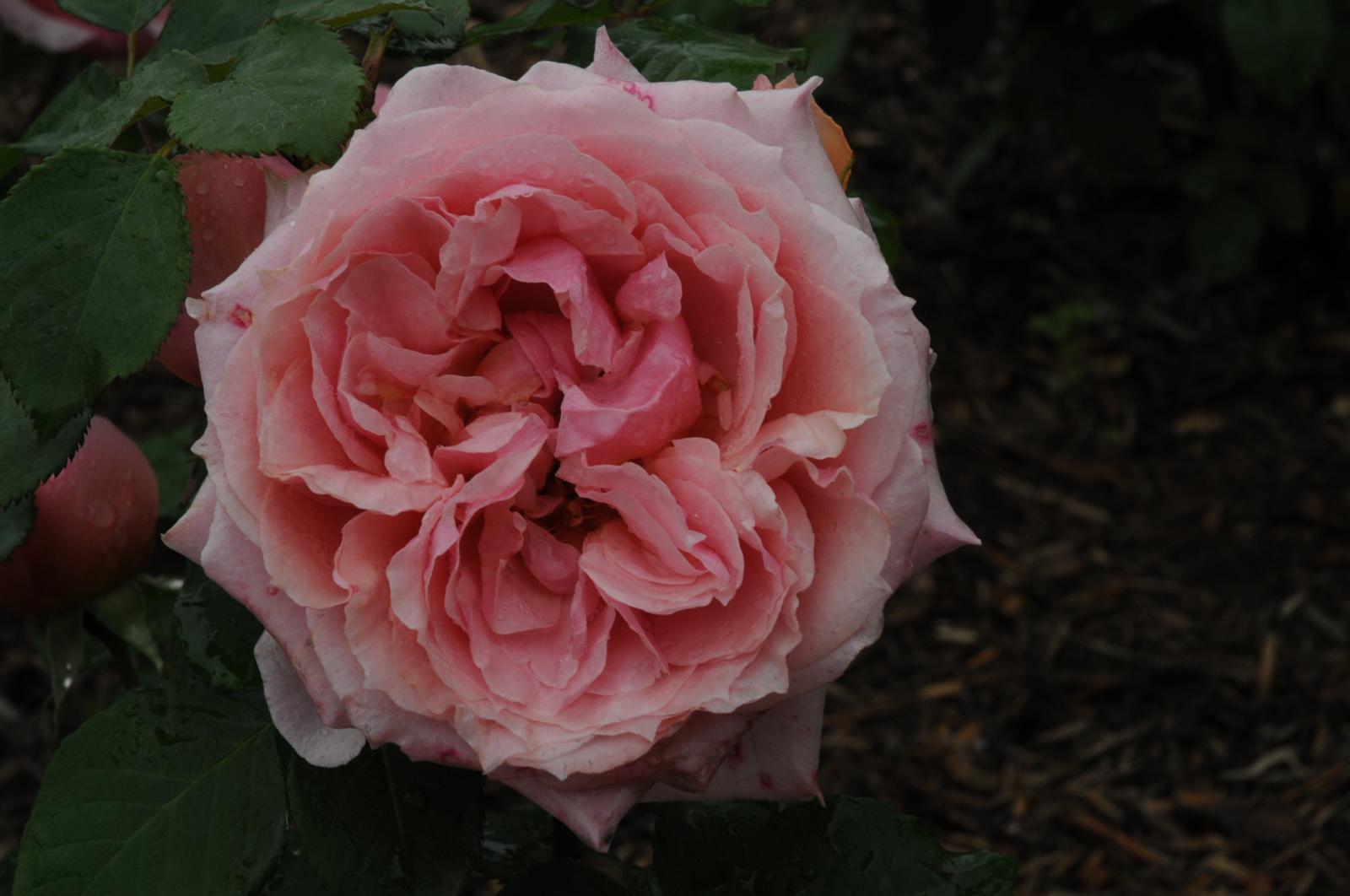 ����å�����ȳ���ɽ�����ޤ�