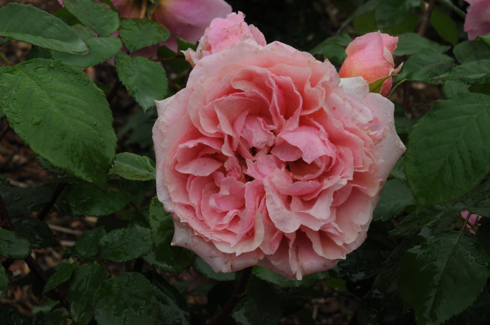 ����å�����ȳ���ɽ�����ޤ�