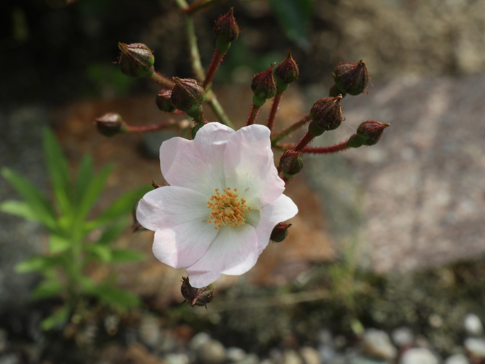 ����å�����ȳ���ɽ�����ޤ�